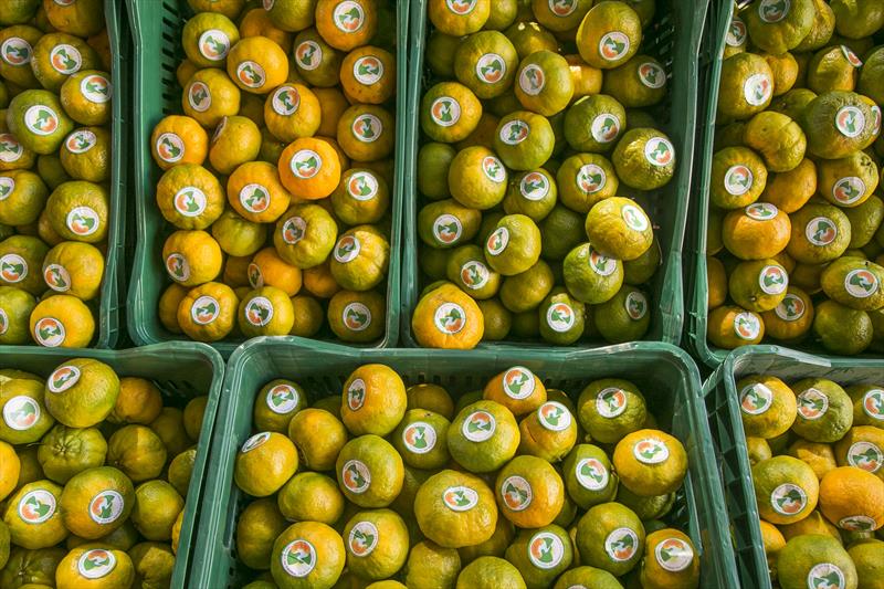 Chega No Mercado De Curitiba Mimosas Do Vale Do Ribeira Curitiba News